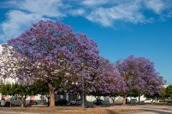 Güzel jakaranda mimozomları parktaki tropik ağaçlar.