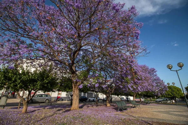 Güzel jakaranda mimozomları parktaki tropik ağaçlar.
