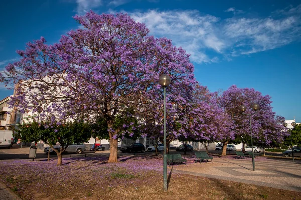 Güzel jakaranda mimozomları parktaki tropik ağaçlar.