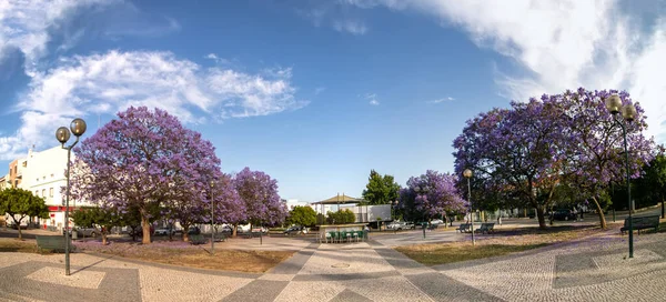 Hermosos Árboles Subtropicales Jacaranda Mimosifolia Parque —  Fotos de Stock