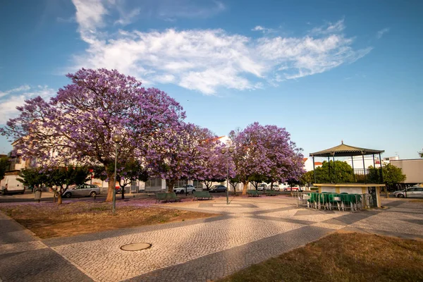 아름다운 Jacaranda Mimosifolia Sub Tropical Trees Park — 스톡 사진