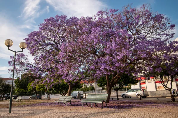 Belas Árvores Subtropicais Jacaranda Mimosifolia Parque — Fotografia de Stock