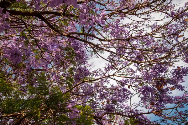 Bela Jacaranda Mimosifolia Flores Árvores Subtropicais Perto — Fotografia de Stock