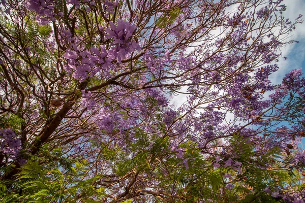 Bela Jacaranda Mimosifolia Flores Árvores Subtropicais Perto — Fotografia de Stock