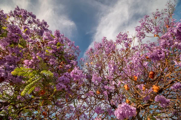 Hermosas Flores Árboles Subtropicales Jacaranda Mimosifolia Cerca — Foto de Stock