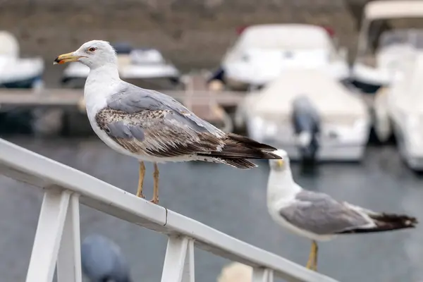 Bir Marinada Martı Kuşunun Yanına Gidip Balıkçı Teknelerini Izleyeceğiz — Stok fotoğraf