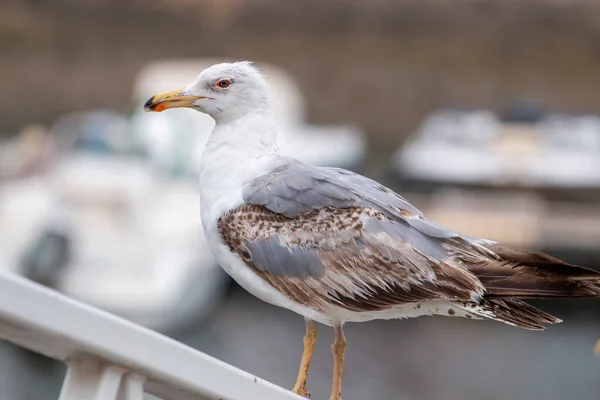 Close Van Meeuw Vogel Een Jachthaven Kijken Naar Vissersboten — Stockfoto