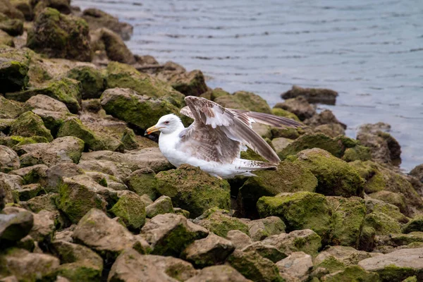 Primer Plano Pájaro Gaviota Puerto Deportivo Caminando Sobre Las Rocas —  Fotos de Stock