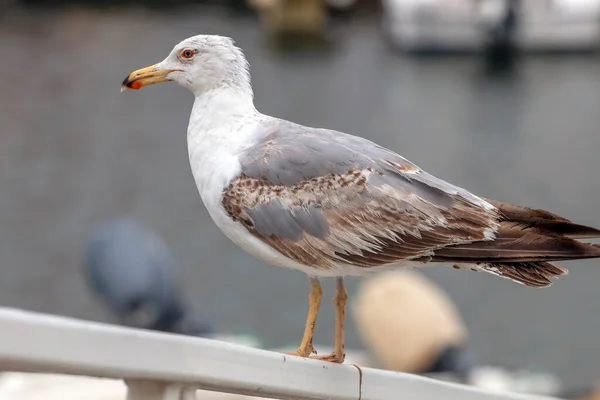Primo Piano Uccello Gabbiano Porto Turistico Guardare Barche Pesca — Foto Stock