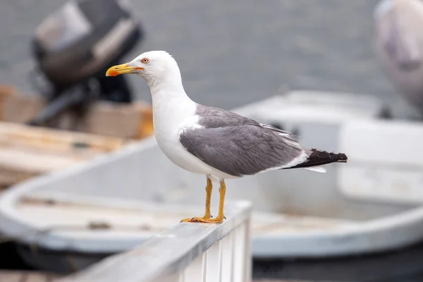 靠近码头上的海鸥鸟 看着渔船 — 图库照片