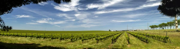 Plantação de vinha na região do Alentejo — Fotografia de Stock