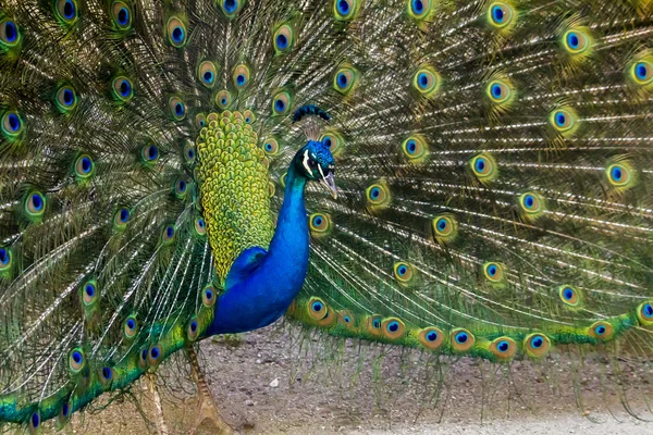 Pfauenvogel — Stockfoto