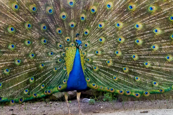 Peacock bird — Stock Photo, Image