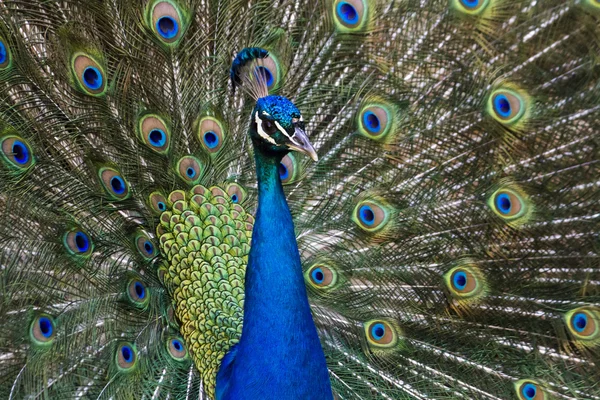 Pfauenvogel — Stockfoto