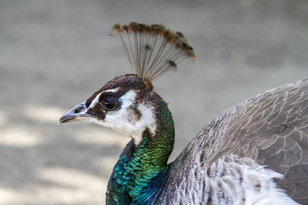 Pavão fêmea (Pavo cristatus ) — Fotografia de Stock