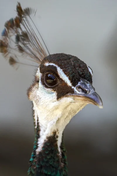 Ženské Páv (Pavo cristatus) — Stock fotografie