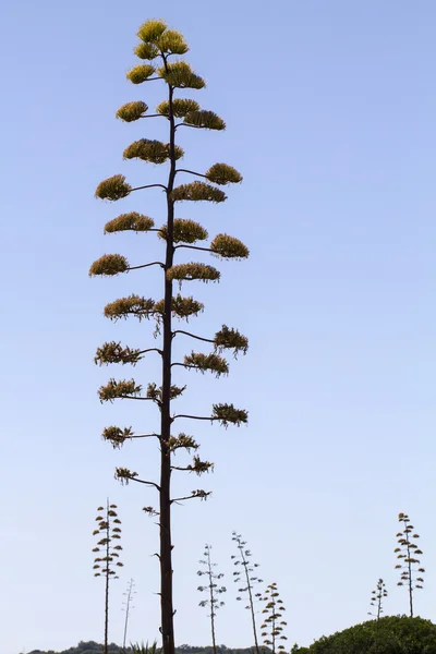 Wiele roślin Agawa nad niebieski niebo — Zdjęcie stockowe
