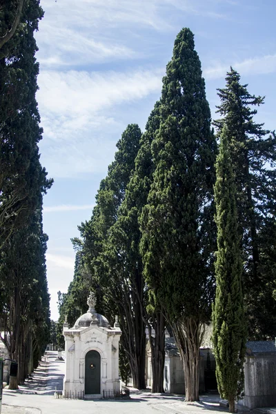 Secção do famoso cemitério português Prazeres — Fotografia de Stock