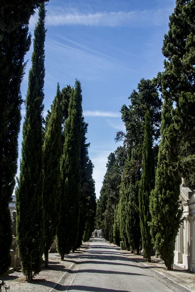 Abschnitt vom berühmten portugiesischen Friedhof Prazeres — Stockfoto