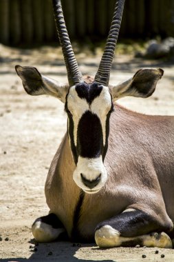 Gemsbuck antilop (Oryx gazella)