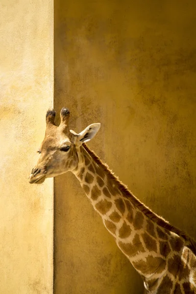 Vista de una jirafa en un zoológico . — Foto de Stock