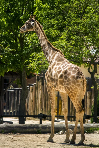 Weergave van een giraffe in een dierentuin. — Stockfoto
