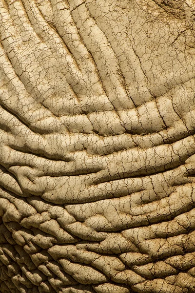 Huidtextuur van een Afrikaanse olifant. — Stockfoto