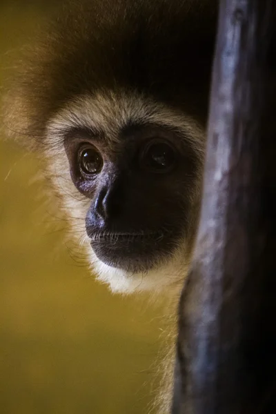 Lar gibbon (Hylobates lar) monkey — Stock Photo, Image