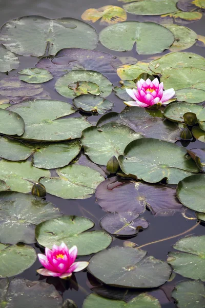 Vackra rosa lotusblomma på en damm — Stockfoto