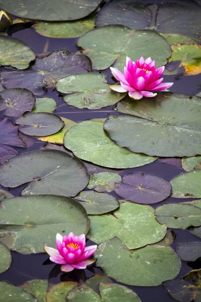 Belle fleur de lotus rose sur un étang — Photo