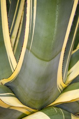 Agave kaktüsü tesisi