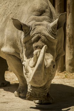 Gergedan veya gergedan (Ceratotherium simum Meydanı dudaklı beyaz)