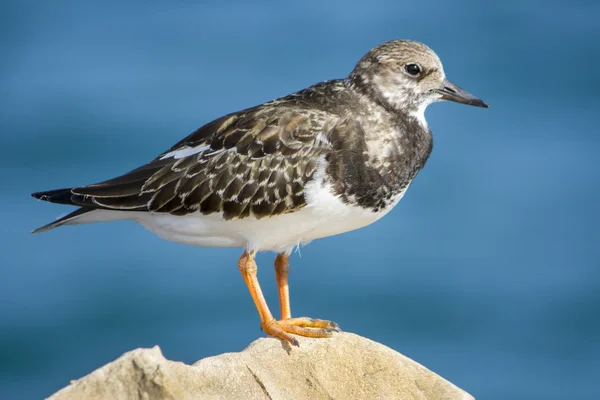 Kıyı kırmızı turnstone kuş — Stok fotoğraf