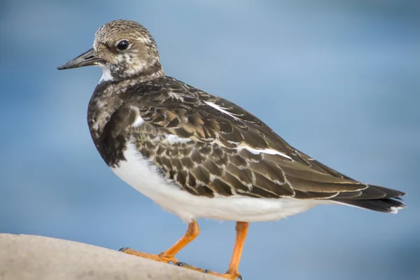 Kustnära ruddy roskarl fågel — Stockfoto