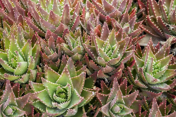 Beautiful succulent type plant — Stock Photo, Image