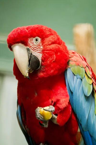 Scarlet macaw parrot — Stock Photo, Image