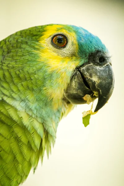 Papagaio-da-amazónia-de-fronte-azul — Fotografia de Stock