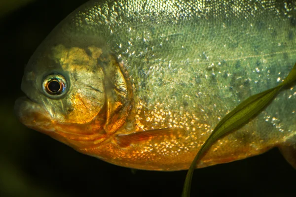 Pesce piranha dal ventre rosso — Foto Stock