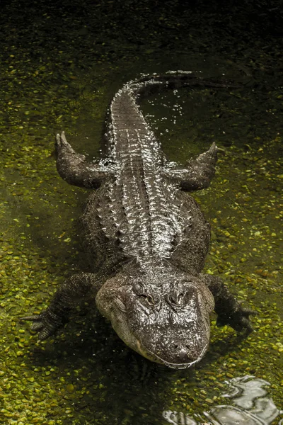 Amerikaanse alligator (alligator mississippiensis) — Stockfoto