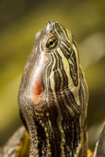 佛罗里达州 redbelly 龟 (孢子虫 Pseudemys) — 图库照片