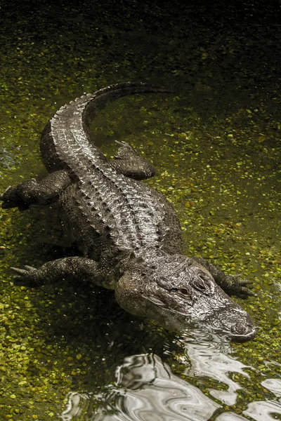 Jacaré-americano (alligator mississippiensis) — Fotografia de Stock