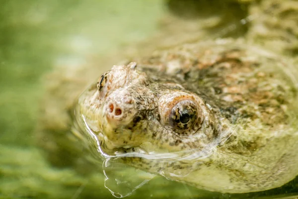 Osiągając głowę żółwia błoto Adanson (Pelusios adansonii) — Zdjęcie stockowe