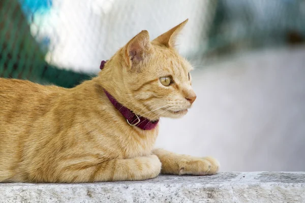 Yellow domestic cat — Stock Photo, Image