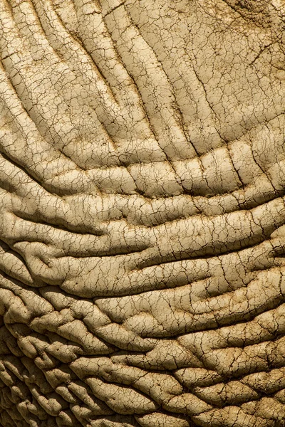 Huidtextuur van een Afrikaanse olifant — Stockfoto