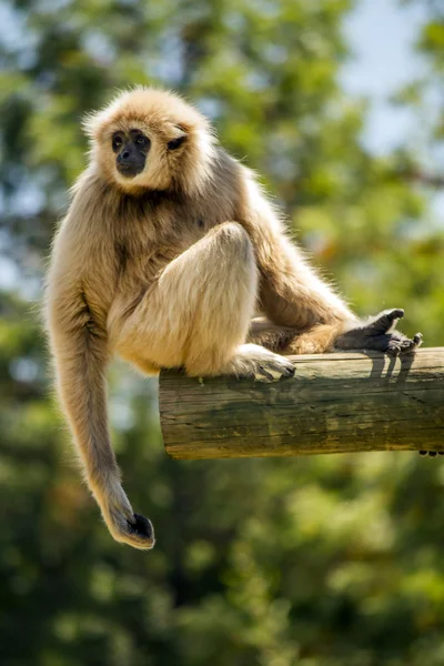 Mono de gibón lar (Hylobates lar) —  Fotos de Stock
