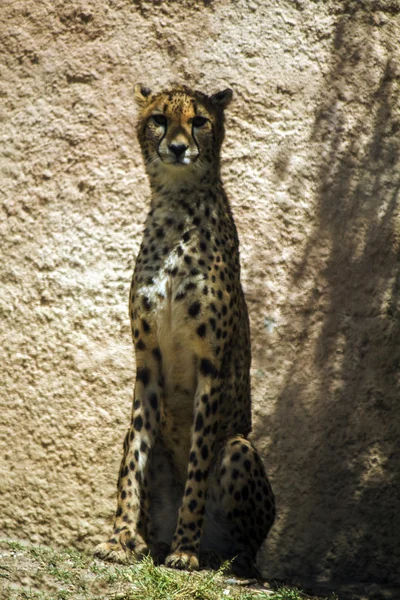 Gepard (Acinonyx jubatus) na zoo — Zdjęcie stockowe