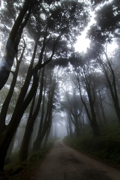 Жуткая дорога в лесу с туманом и дождём — стоковое фото