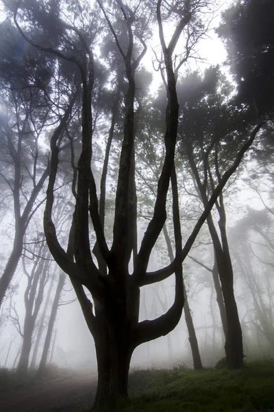 Unheimliche Straße im Wald bei Nebel und Regen — Stockfoto
