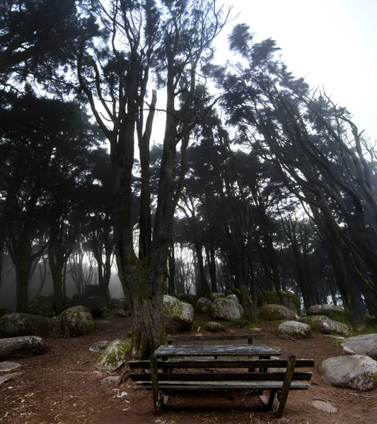 Route sinistre dans une forêt avec brouillard et pluie — Photo