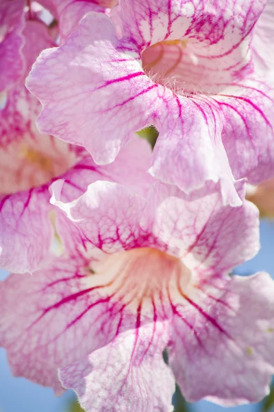 Beautiful pink Freesia flowers — Stock Photo, Image